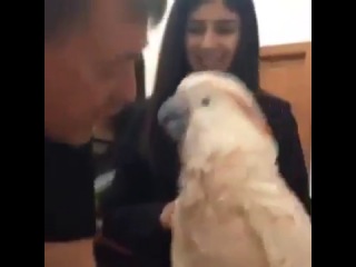 parrot screaming